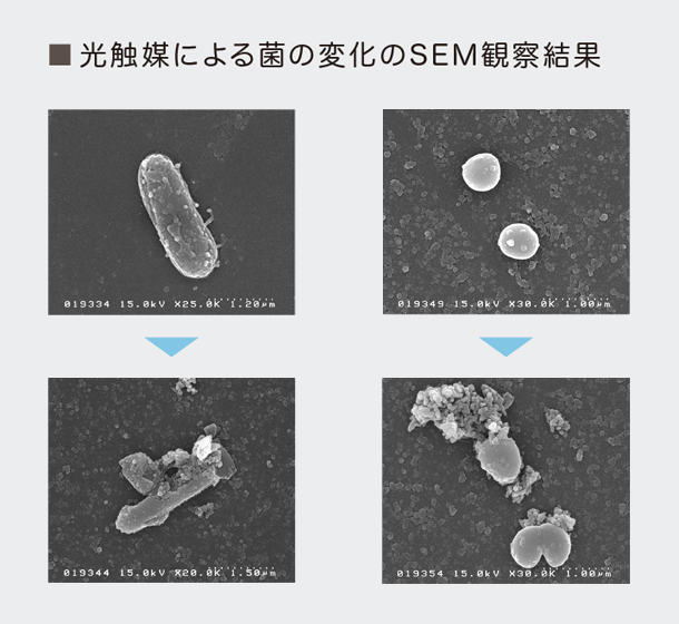 光触媒による菌の変化のSEM観察結果